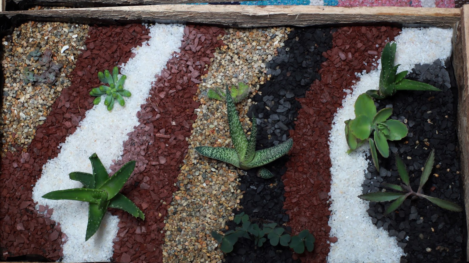 Cuidados Jardines de Suculentas