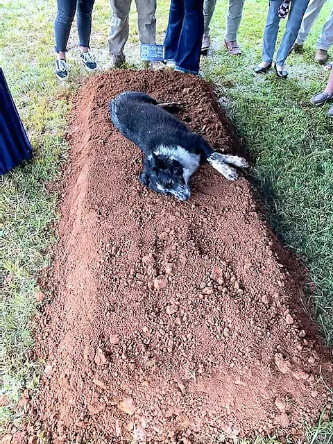 Heartbroken dog lies across murdered owner’s grave