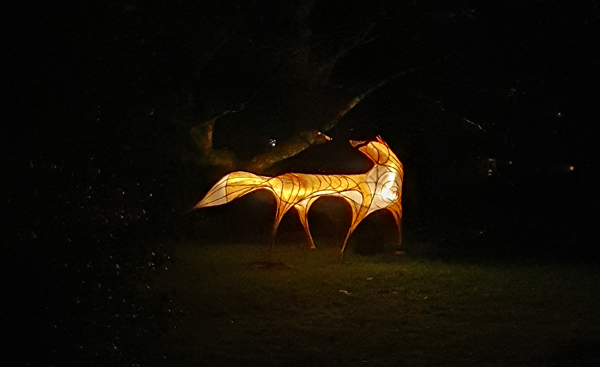 Fox illuminated at Wakehurst Glow Wild Trail