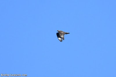 Adult d'àguila cuabarrada (Aquila fasciata)