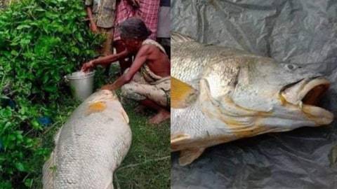 Nenek Ini Kaya Mendadak, Nemu Ikan Mati Seberat 52 Kg dan Laku Dijual 60 Juta