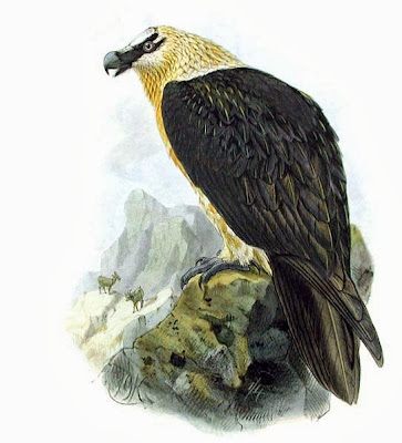 Quebrantahuesos Gypaetus barbatus