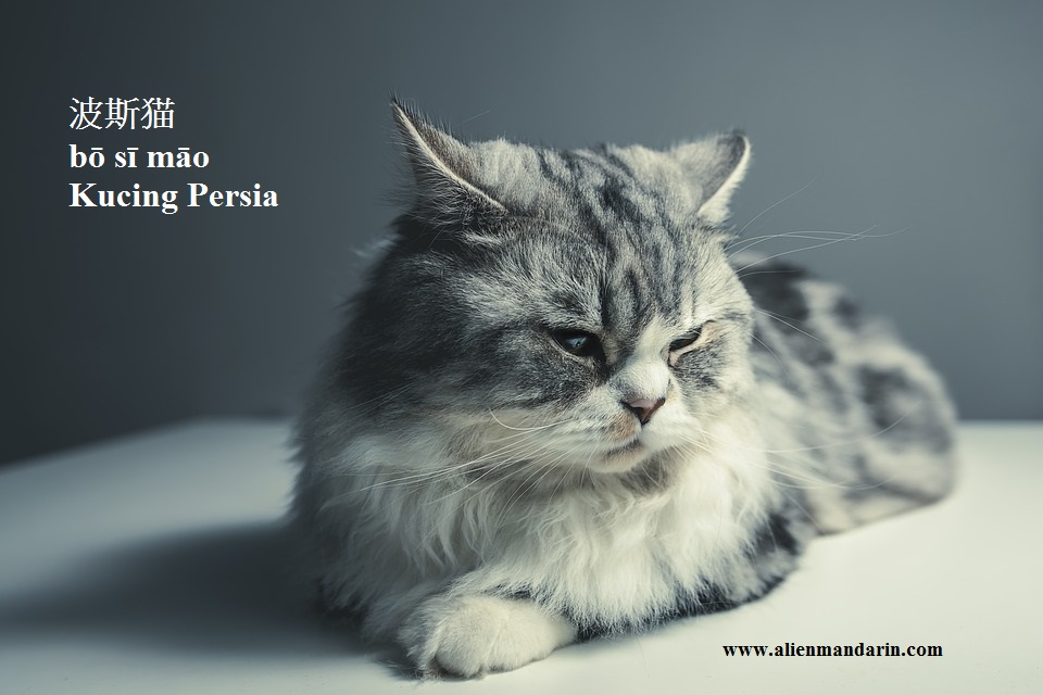 Contoh Teks Deskripsi Tentang Hewan Kucing Dalam Bahasa