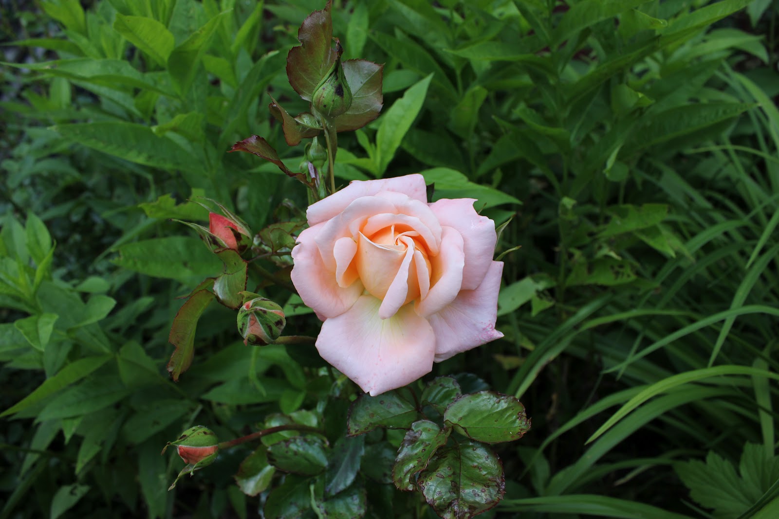 Njut av dagen som den kommer...: Rosor