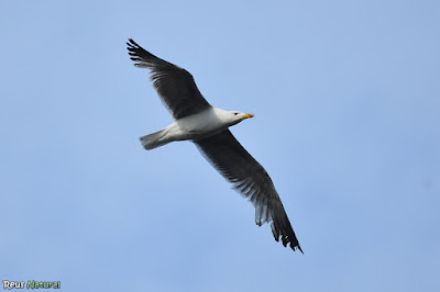 Gavià argentat (Larus michahellis)