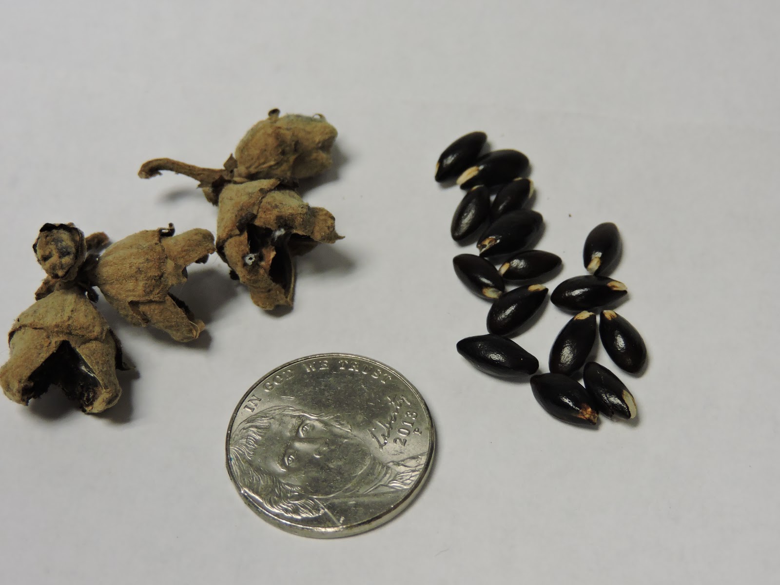 Hazel witch seed