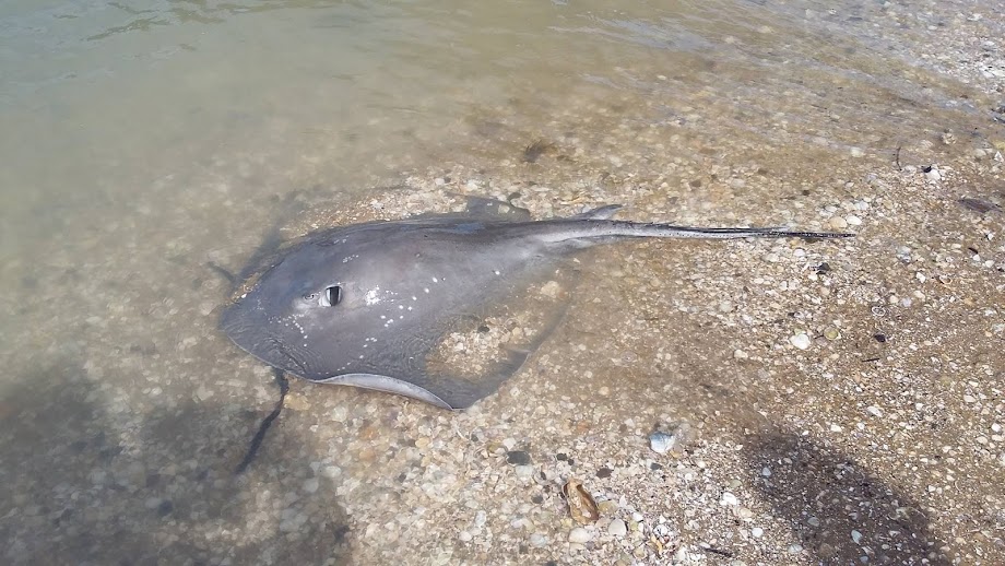 Sting Ray