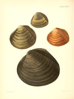 Shell illustration books free download