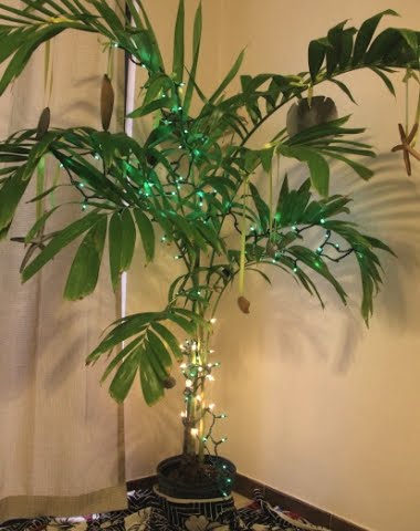 palm tree plant with Christmas lights