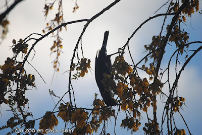 Tui (Prosthemadera novaeseelandiae)