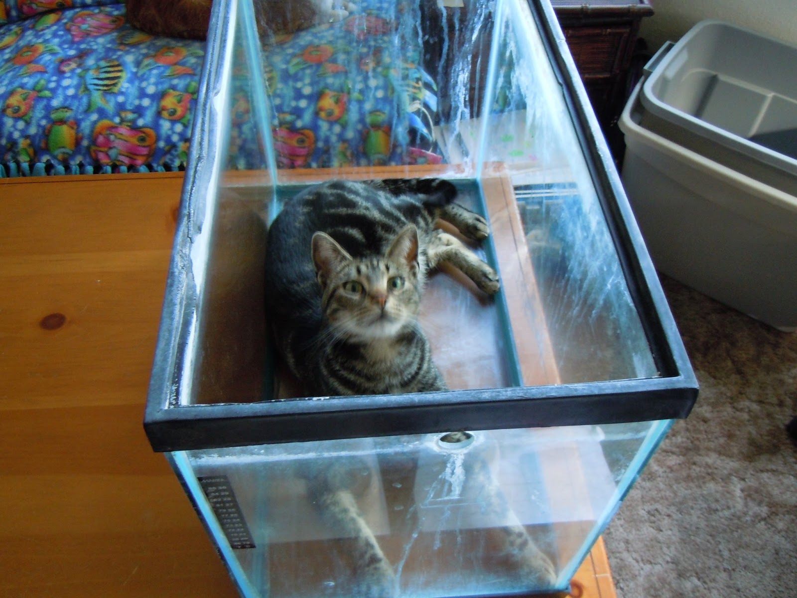 Hobbies To Live By Top 10 Aquarium Questions How do I set up a tank?