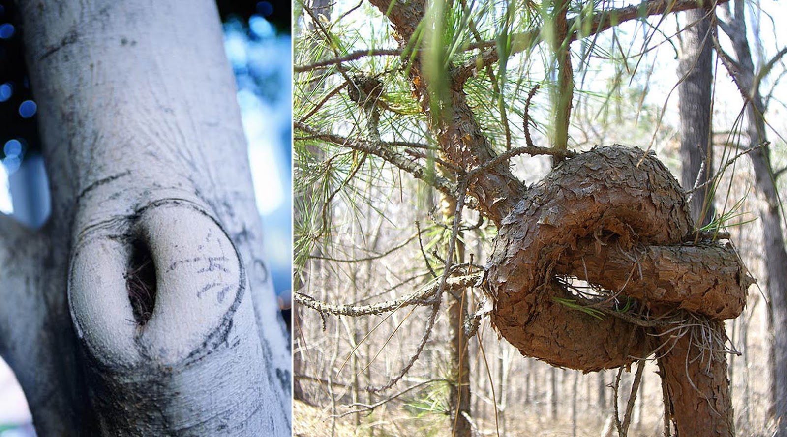 As Many Exceptions As Rules Go Prune the Grass?