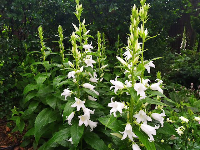 campanula latifolia Alba