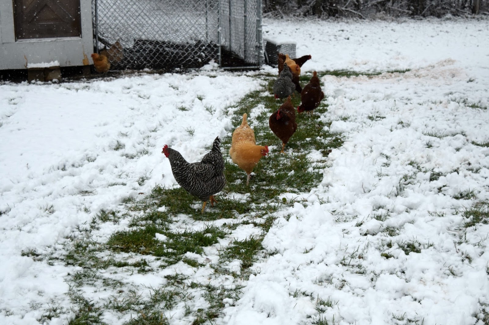 Pages of Allison Chickens in the Snow