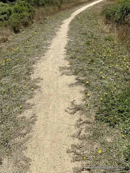 flower-bedecked path leading to Children’s Bell Tower in Bodega Bay, California
