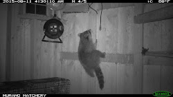 raccoons chickens chicken coop protect raccoon climb walls racoons proofing predator night