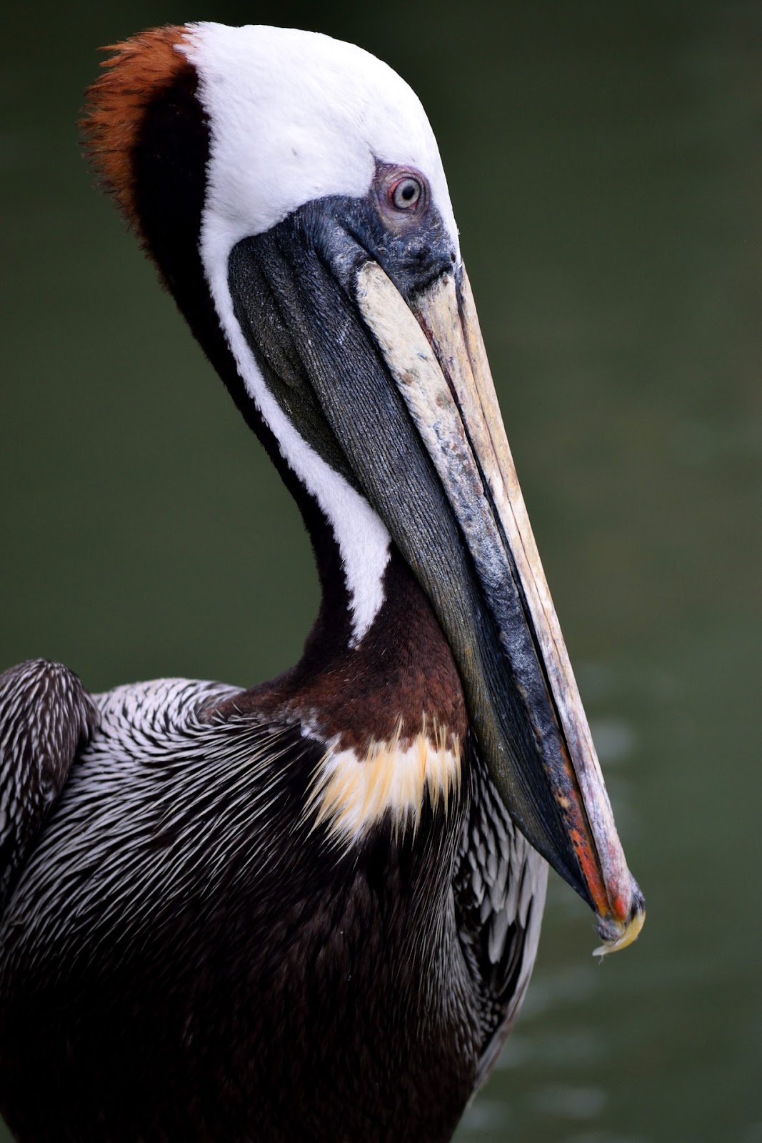 Picture of a pelican up close.