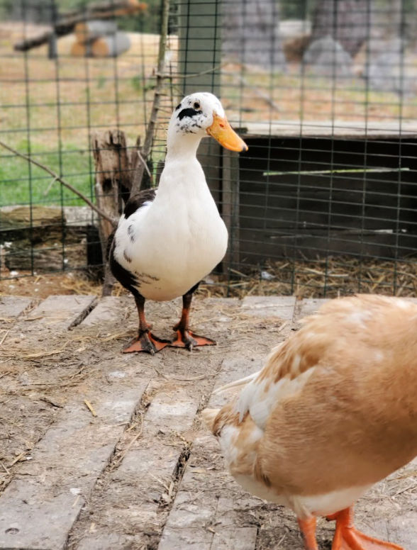 How Much Space Does a Duck Need? Fresh Eggs Daily® with Lisa Steele