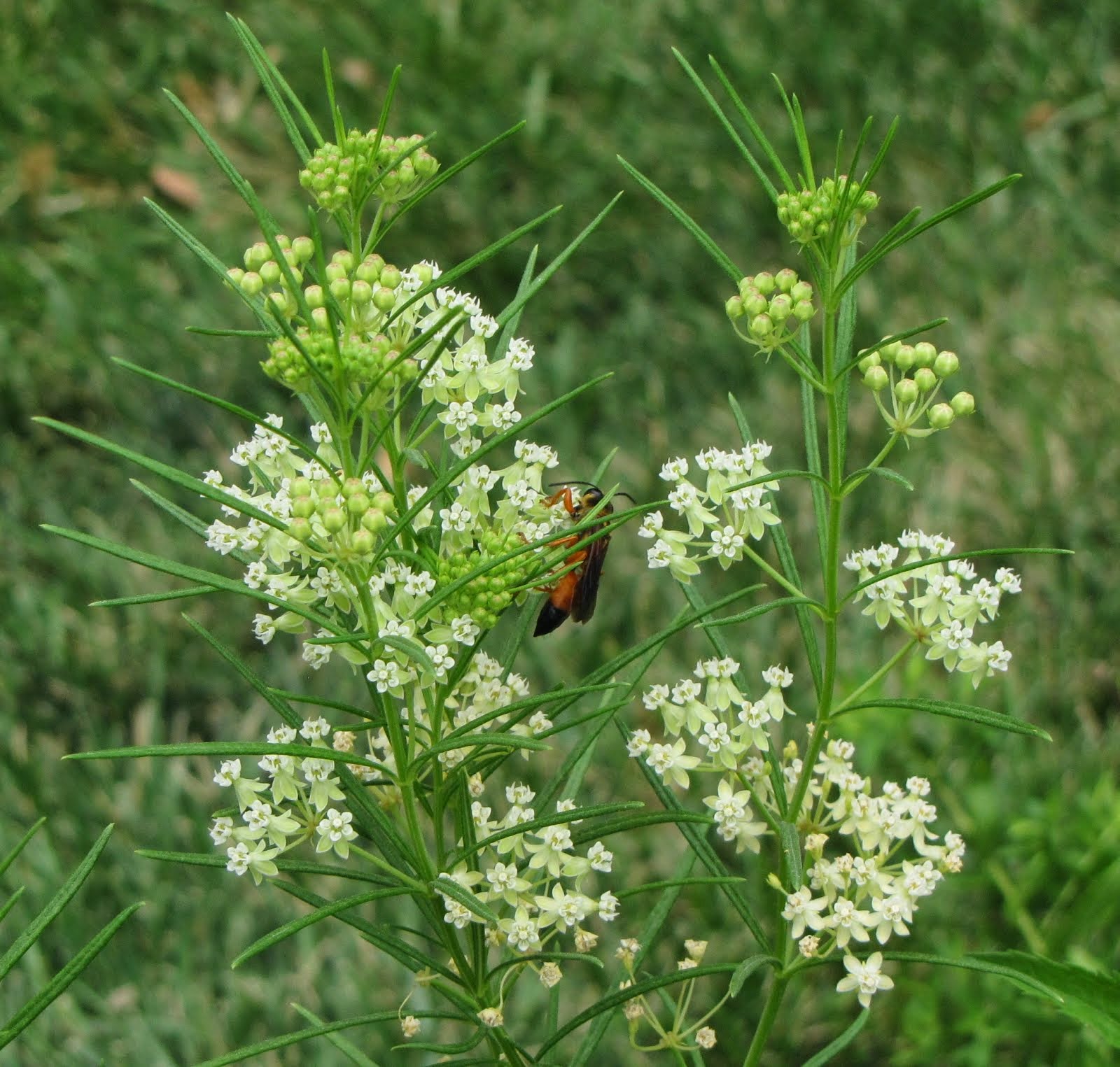 Whorled milkweed