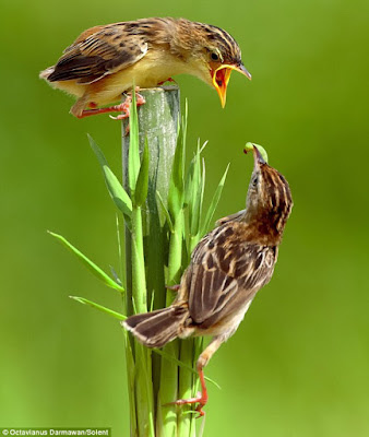 burung kasih makan burung lainnya burung kasih makan burung lainnya