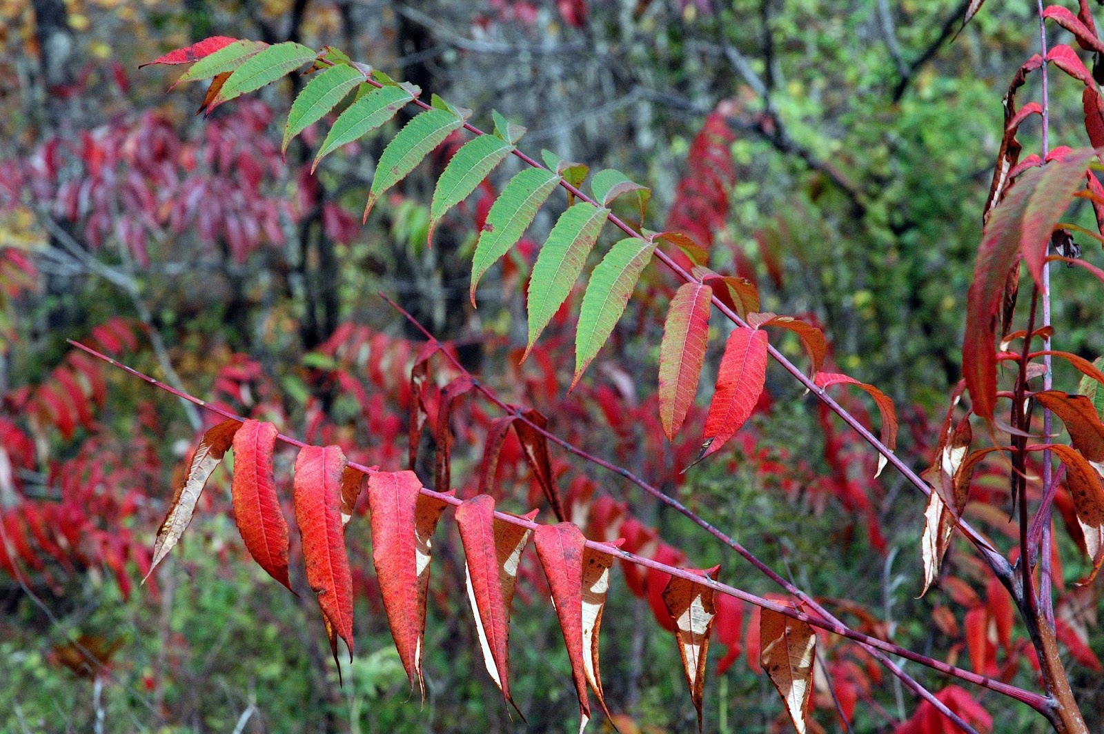 Field Biology in Southeastern Ohio Sumacs of Ohio