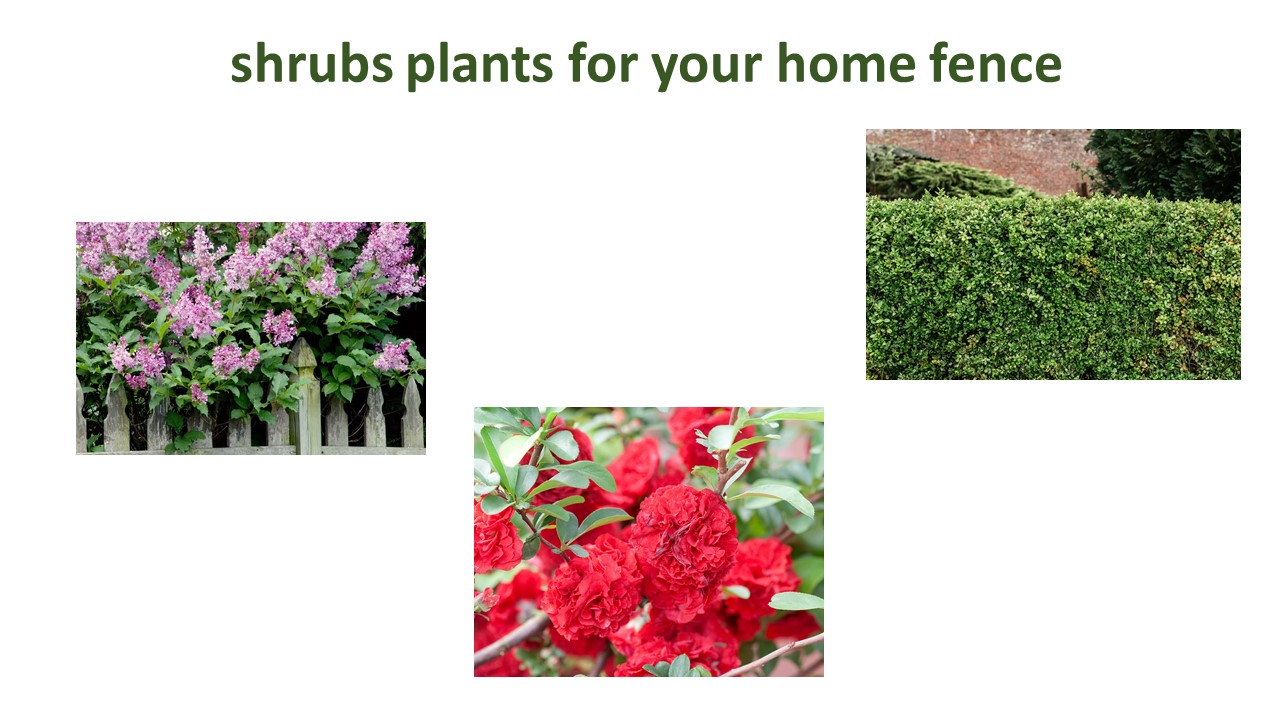 shrubs plants for your home fence