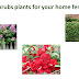shrubs plants for your home fence 