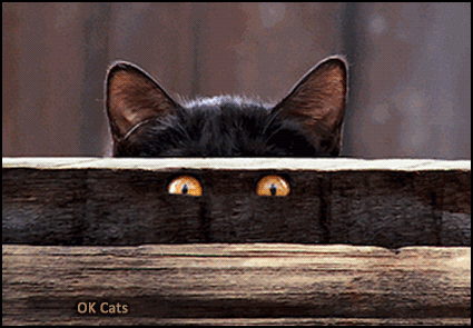 Art Cat GIF • Cat with magic orange eyes spying on the neighbors through a wooden plank! [cat-gifs.com]