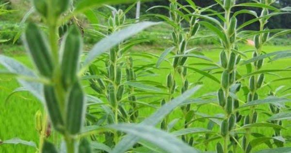 Sesame farming full guide