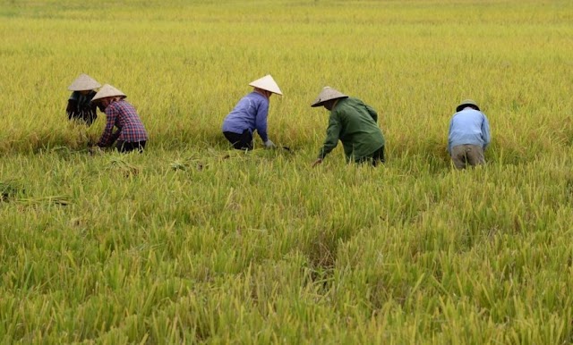 Giá lúa gạo hôm nay 15/1: Gạo xuất khẩu Việt gặp bất lợi trước Ấn Độ