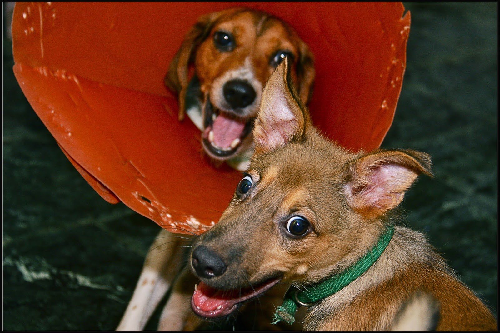 A day in the life of: Animals Taiwan 2014 Calendar available soon