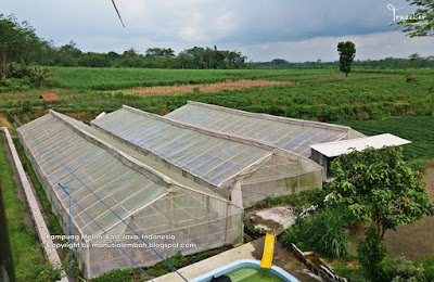 kampung melon