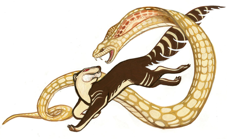 ryka vivvi snake