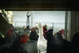 Pakan Ayam Kampung Murah Yang Direkomendasikan Untuk Peternak Skala Bisnis