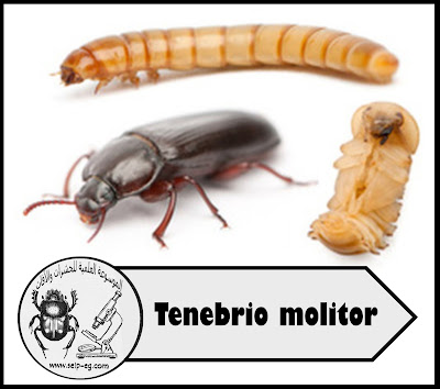 دودة الجريش الصفراء Tenebrio molitor L