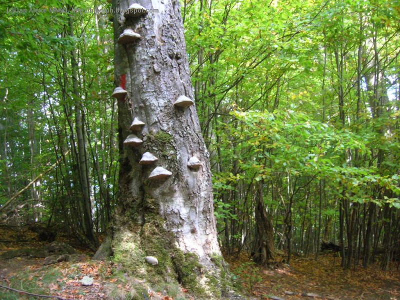 Obsedatul si muntele: Traversind Muntii Baiului