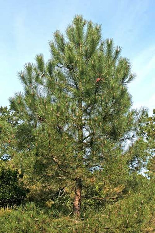 موسوعة النبات صنوبر البحري Pinus Maritima