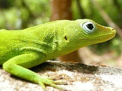 Gros plan de la tête d'un anolis vert.