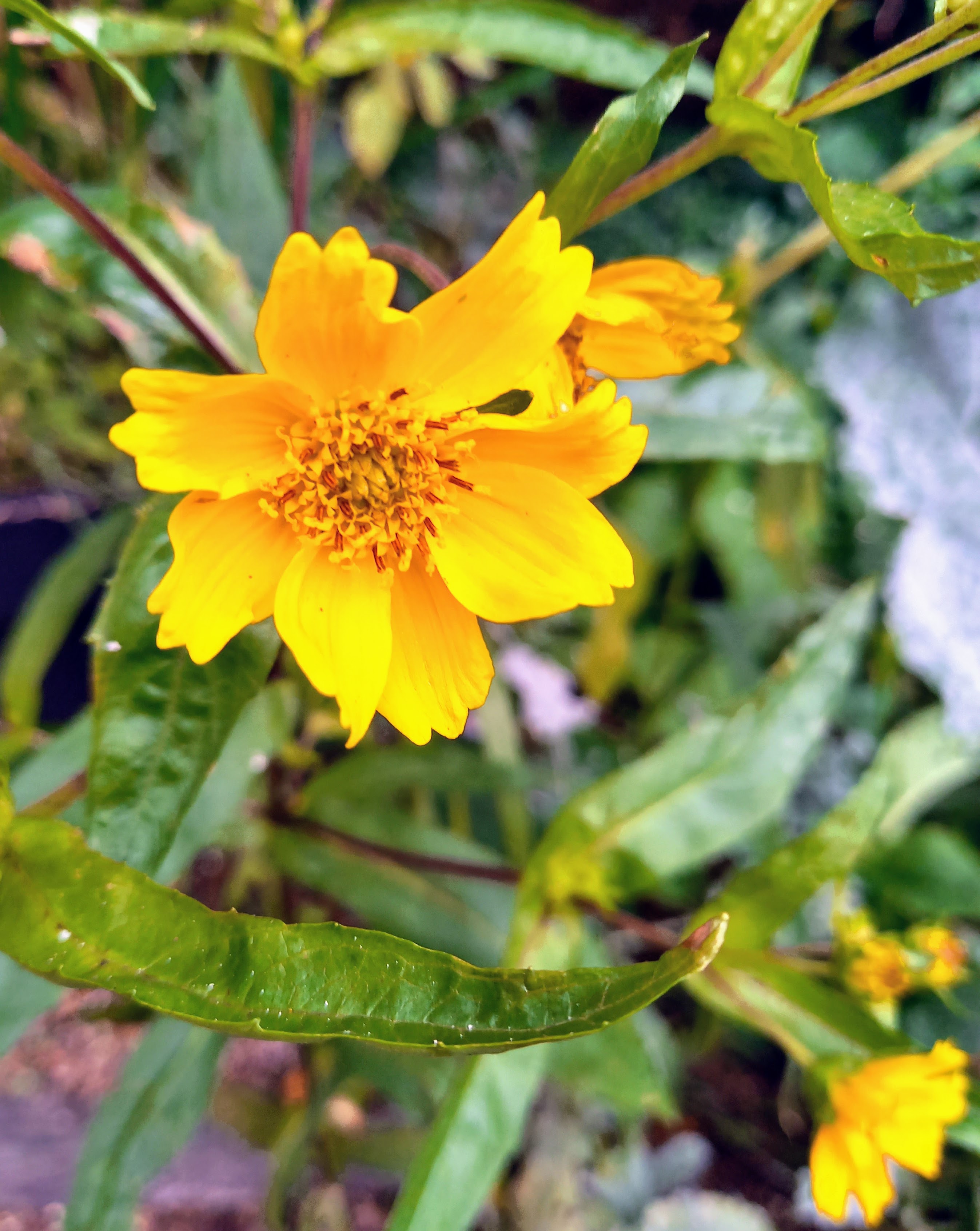 dutchFrog Guizotia abyssinica / Gingellikruid