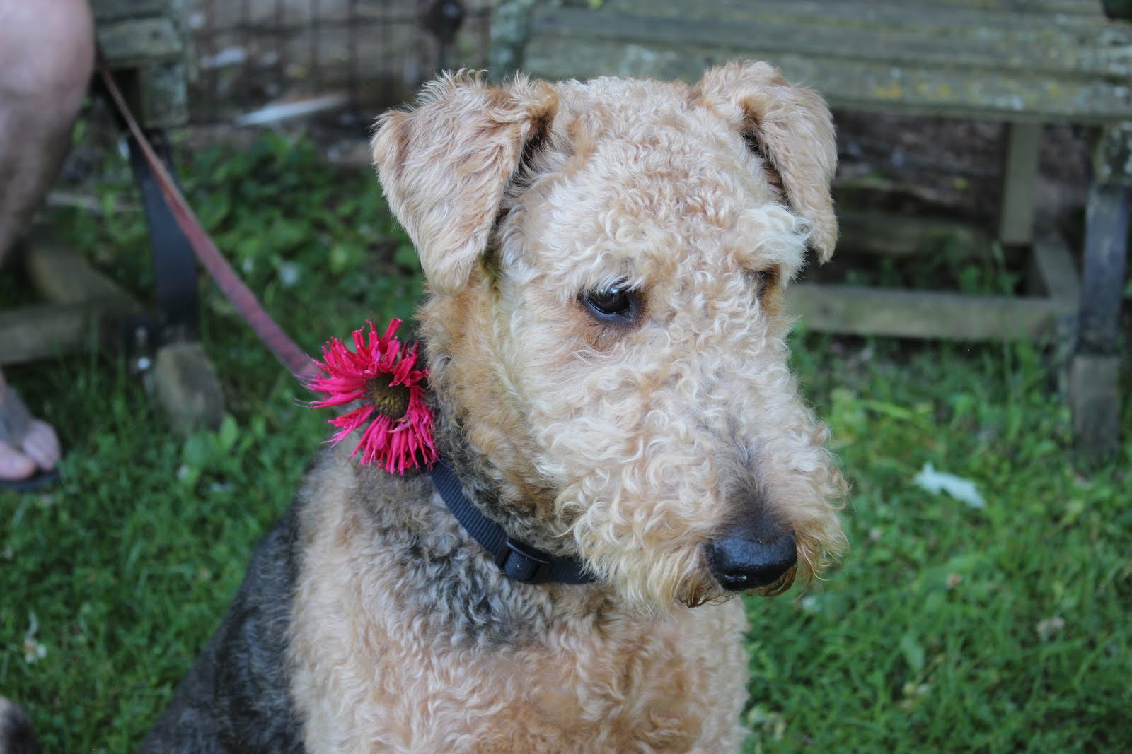 Luke our Airedale