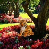 Play WowEscape Garden Tiger Cub Escape