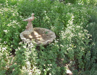Bird Bath in Fat Cat Farm Herb Garden Bed, ©B. Radisavljevic, 2013