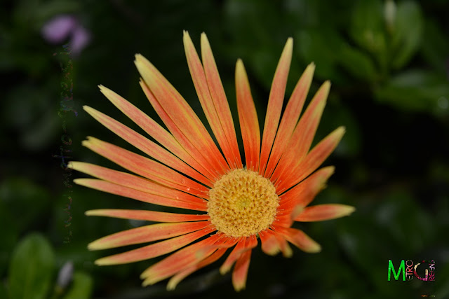 Metro Greens: Orange Gerbera Metro Greens: Orange Gerbera