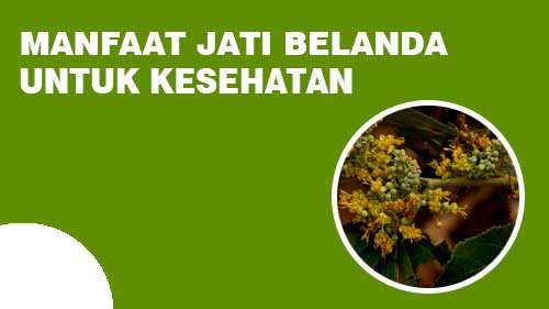 Manfaat Jati Belanda