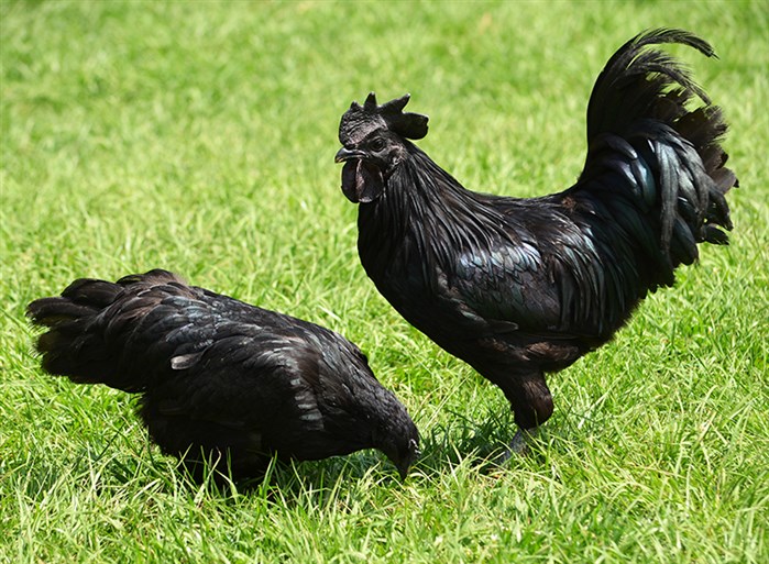En değerli tavuk ırkları listesi ayam cemani
