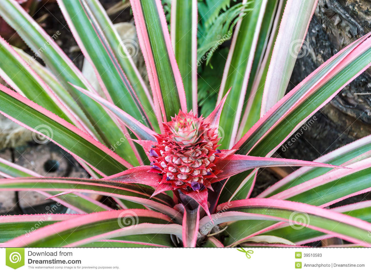 Naturalism the Eighth Sense Bromeliads form a unique aerial ecosystem