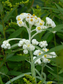 Pearly Everlasting Anaphalis margaritacea at Skyline Trail Cape Breton Highlands National Park by garden muses-not another Toronto gardening blog