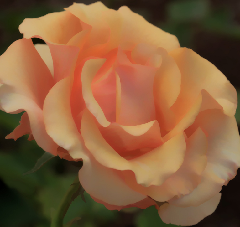 Pretty Pix Roses Still Bloom