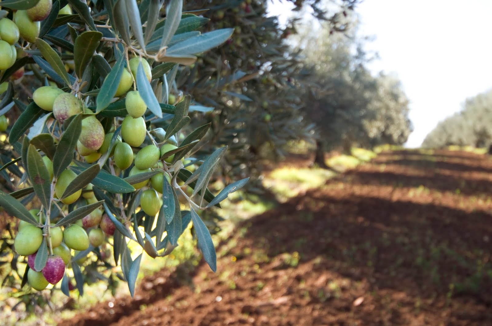 Terry Munson Photography La Maassera Olive Grove terry-munson-photography-la-maassera-olive-grove