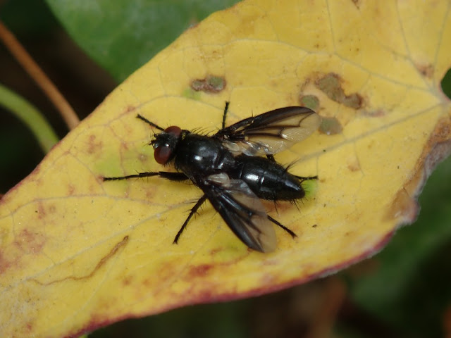 Nyctia halterata Nyctia halterata